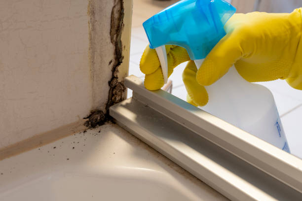 Best DIY Mold Remediation Support Services in Weatogue, CT