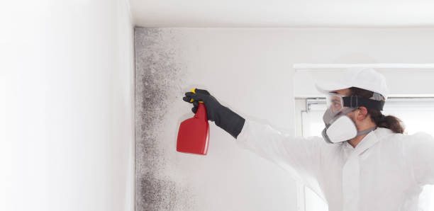 Best Post-Flood Mold Remediation in Weatogue, CT