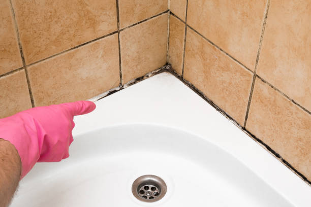 Best Preventive Mold Services in Weatogue, CT